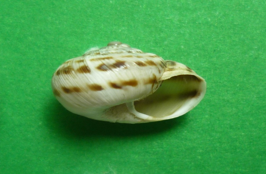 Marmorana fuscolabiata